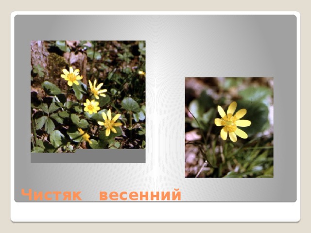 Чистяк весенний