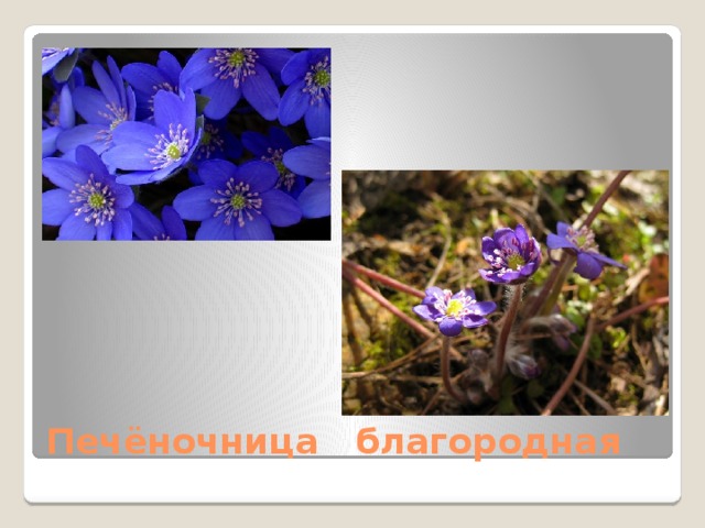 Печёночница благородная