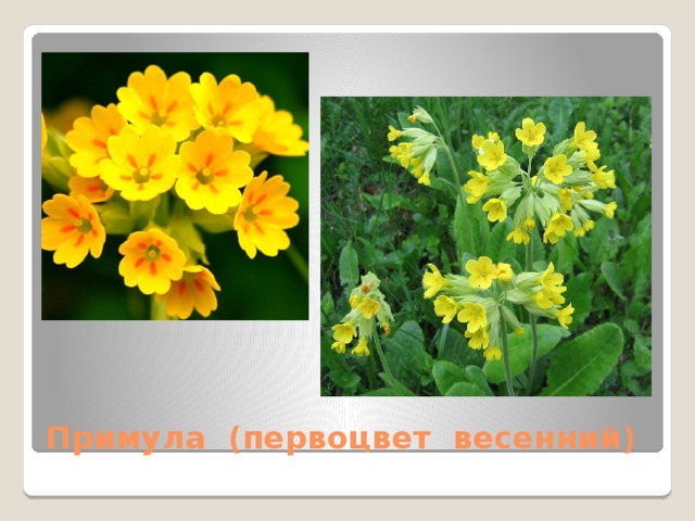 Примула (первоцвет весенний)