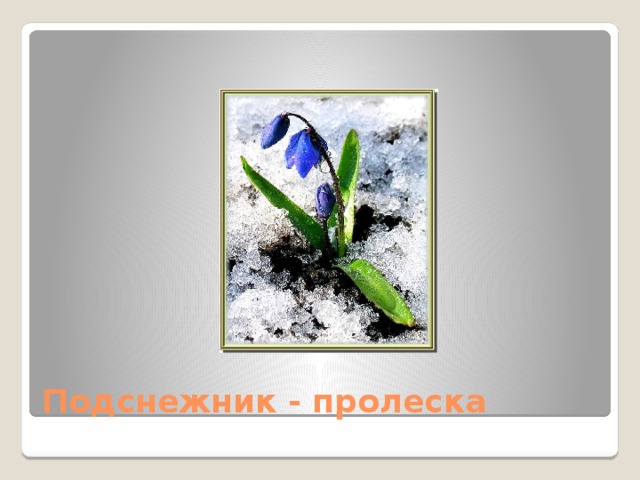 Подснежник - пролеска