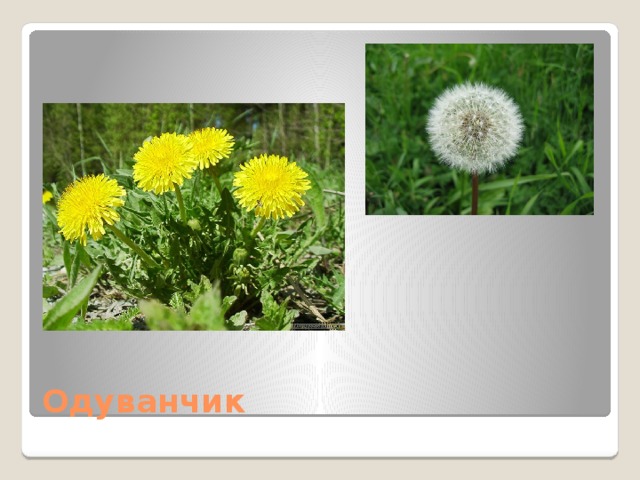 Одуванчик