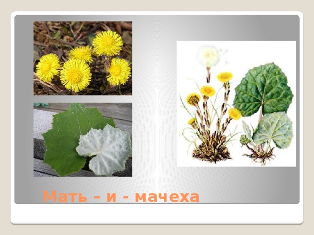 Мать – и - мачеха