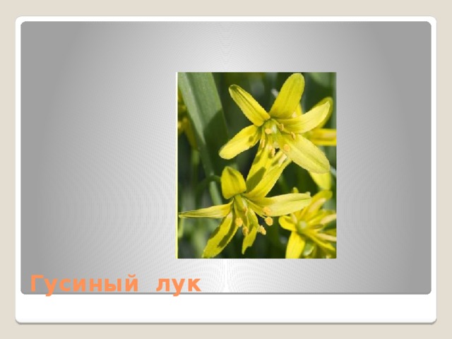 Гусиный лук