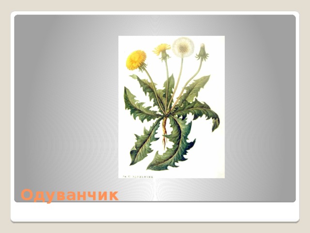 Одуванчик