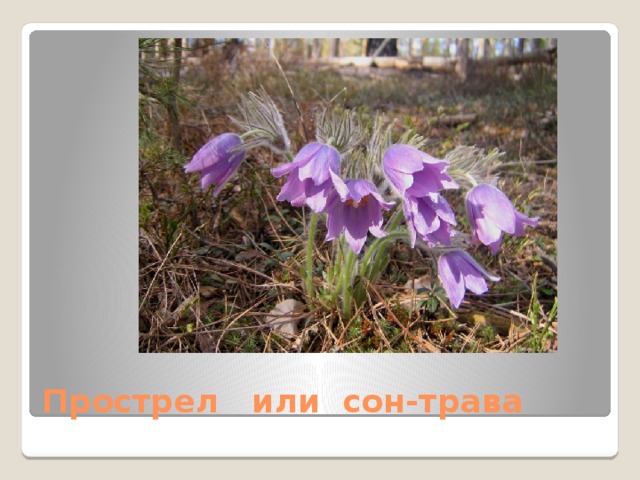 Прострел или сон-трава