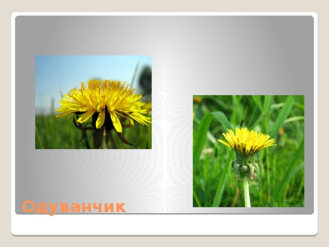 Одуванчик