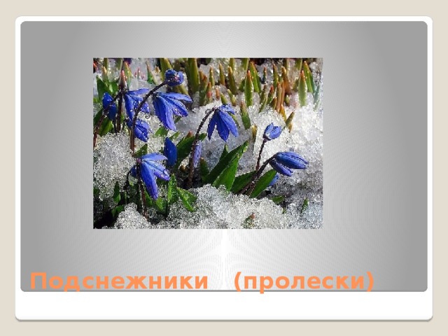 Подснежники (пролески)