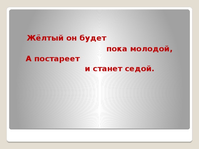 Жёлтый он будет  пока молодой,  А постареет  и станет седой.