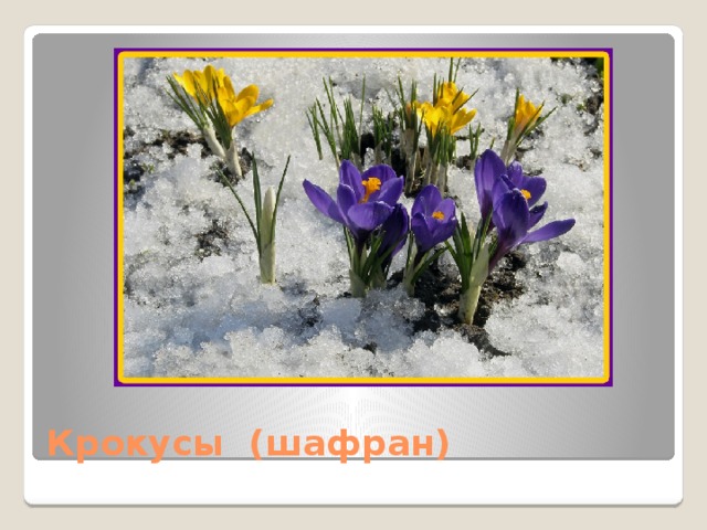 Крокусы (шафран)