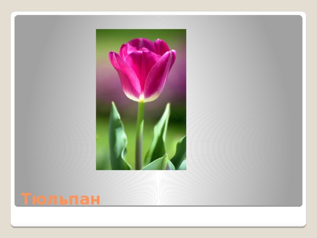 Тюльпан