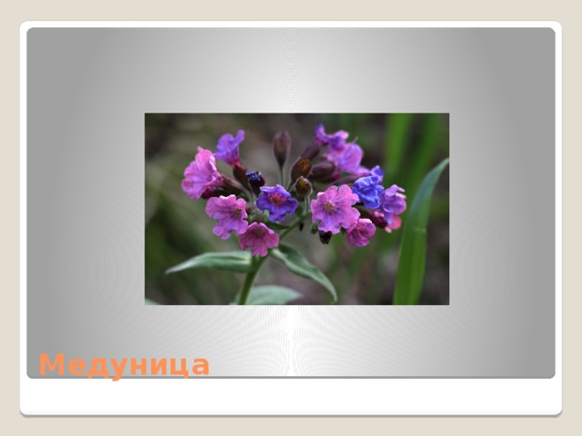 Медуница