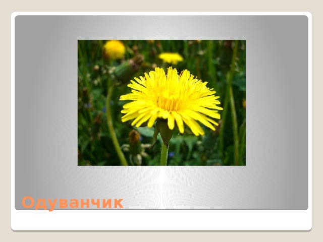 Одуванчик