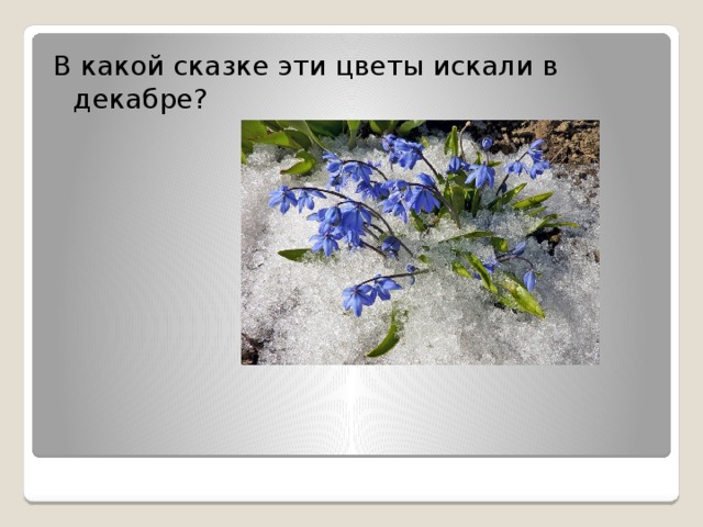 В какой сказке эти цветы искали в декабре?