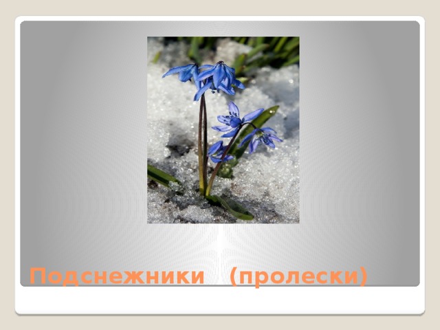 Подснежники (пролески)
