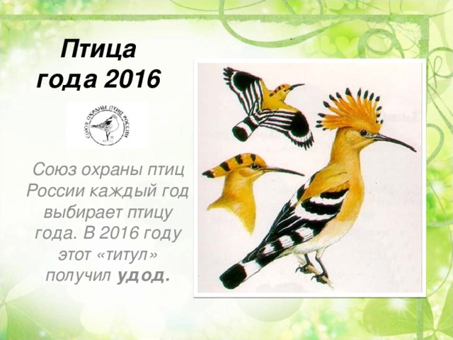 Птица года 2016   Союз охраны птиц России каждый год выбирает птицу года. В 2016 году этот «титул» получил удод.