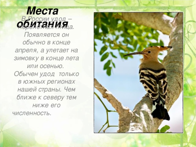 Места обитания В России удод – перелётная птица. Появляется он обычно в конце апреля, а улетает на зимовку в конце лета или осенью. Обычен удод  только в южных регионах нашей страны. Чем ближе к северу тем ниже его численность.