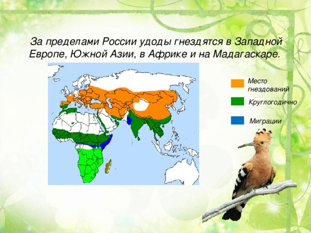 За пределами России удоды гнездятся в Западной Европе, Южной Азии, в Африке и на Мадагаскаре.   Место гнездований  Круглогодично Миграции
