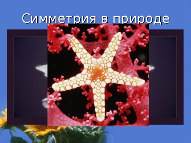 Симметрия в природе