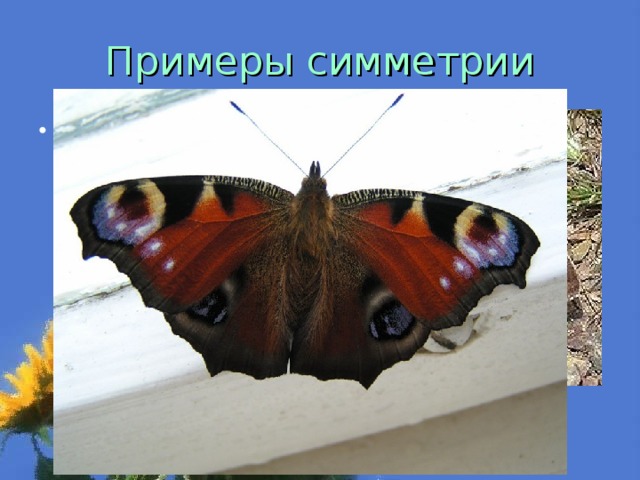 Примеры симметрии