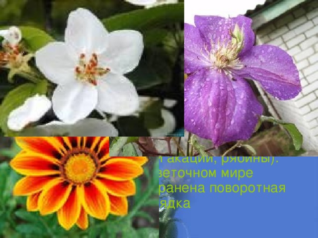 СИММЕТРИЯ В МИРЕ РАСТЕНИЙ