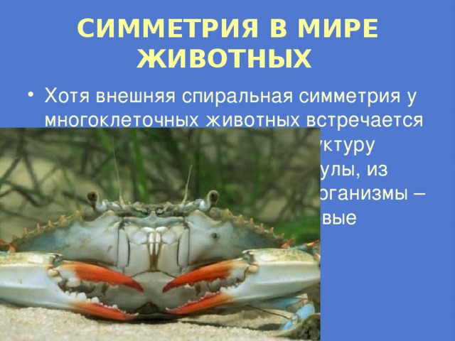 СИММЕТРИЯ В МИРЕ ЖИВОТНЫХ