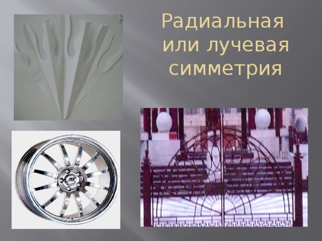 Радиальная  или лучевая симметрия