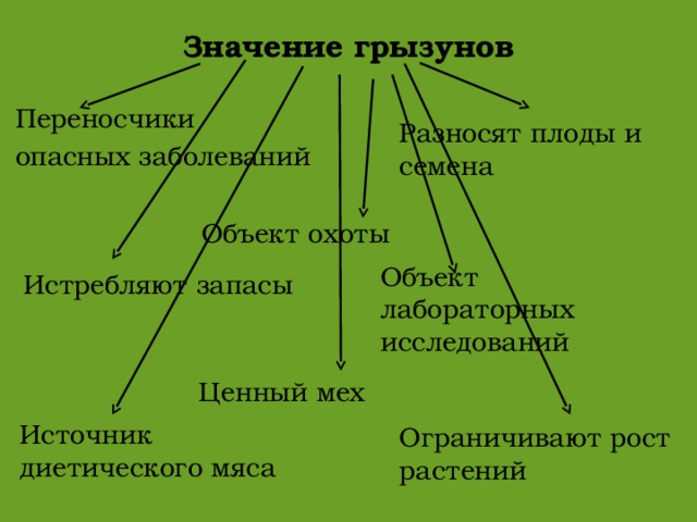 Презентация грызуны 8 класс