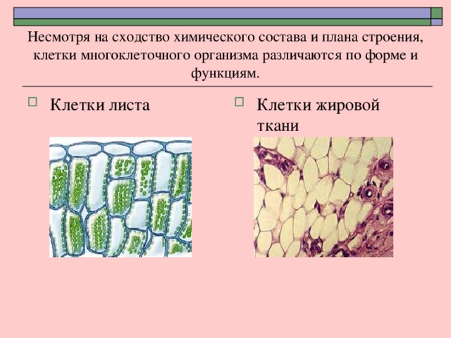 Несмотря на сходство химического состава и плана строения, клетки многоклеточного организма различаются по форме и функциям. Клетки листа Клетки жировой ткани 