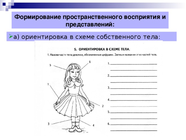 Формирование представлений о схеме собственного тела происходит в следующих направлениях