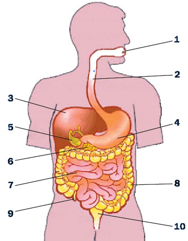 Органы пищеварения картинка