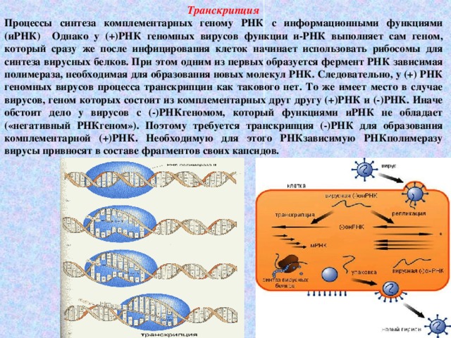 Геномные рнк. Транскрипция вирусов. Транскрипция РНК вирусов. Обратная транскрипция у вирусов. Транскрипция вирусного генома.