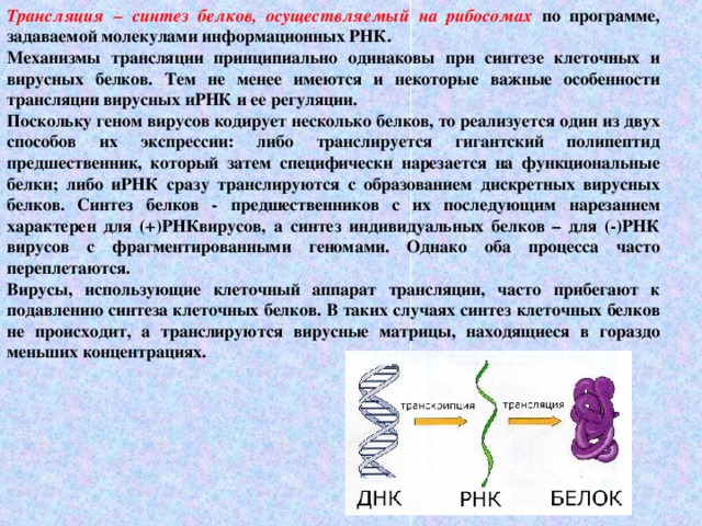 Синтез белка происходит в. Синтез вирусных белков. Синтез вирусных белков происходит. Трансляция вирусных белков. Синтез вирусных белков схема.