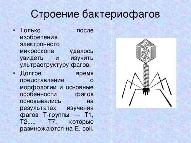 Наследственный аппарат бактериофага. Строение бактериофага. Особенности строения бактериофага. Структура бактериофага. Общее строение бактериофага.