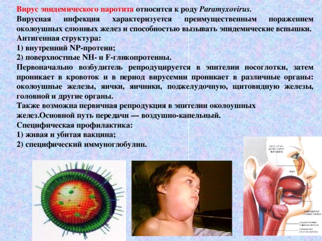 Презентация "Компьютерные вирусы. Антивирусные программы." - скачать презентации