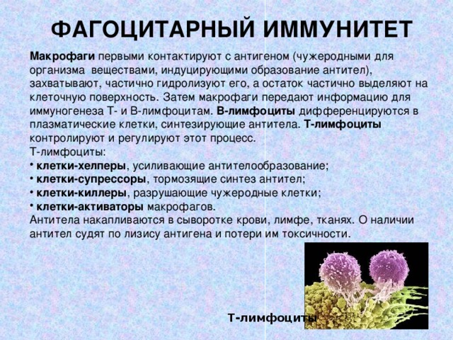 Теории иммунитета. Фагоцитарная теория иммунитета. Фагоцетпрная террияимунитета. Клеточная (фагоцитарная) теория иммунитета. Фагоцитарный иммунитет осуществляется за счёт лимфоцитов.