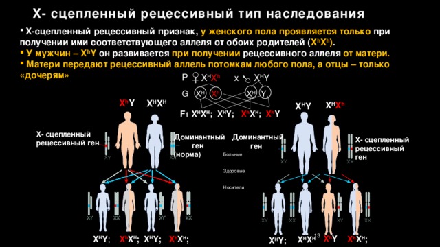 Какие заболевания сцеплены с полом схема