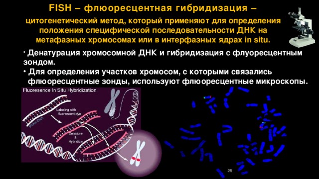 FISH – флюоресцентная гибридизация – цитогенетический метод, который применяют для определения положения специфической последовательности ДНК на метафазных хромосомах или в интерфазных ядрах in situ.  Денатурация хромосомной ДНК и гибридизация с флуоресцентным зондом.  Для определения участков хромосом, с которыми связались  флюоресцентные зонды, используют флюоресцентные микроскопы. 24 
