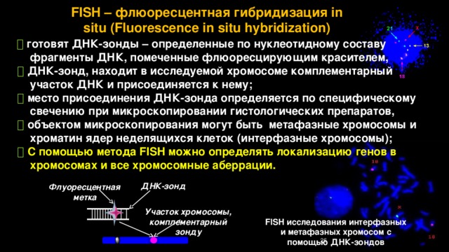 FISH – флюоресцентная гибридизация in situ (Fluorescence in situ hybridization)    готовят ДНК-зонды – определенные по нуклеотидному составу  фрагменты ДНК, помеченные флюоресцирующим красителем,    ДНК-зонд, находит в исследуемой хромосоме комплементарный  участок ДНК и присоединяется к нему;    место присоединения ДНК-зонда определяется по специфическому  свечению при микроскопировании гистологических препаратов,    объектом микроскопирования могут быть метафазные хромосомы и  хроматин ядер неделящихся клеток (интерфазные хромосомы);    С помощью метода FISH можно определять локализацию генов в  хромосомах и все хромосомные аберрации. ДНК-зонд Флуоресцентная метка Участок хромосомы, комплементарный зонду FISH исследования интерфазных и метафазных хромосом с помощью ДНК-зондов 26 