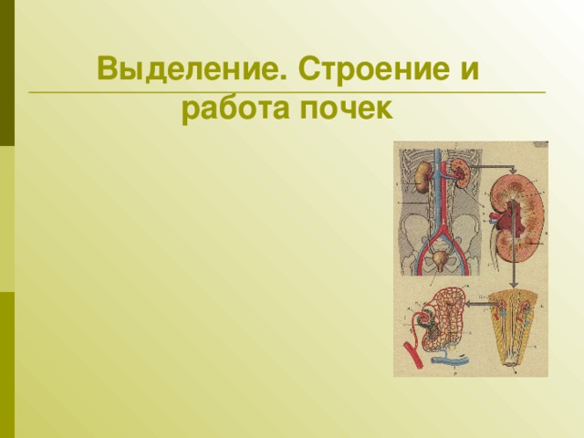 Выделение. Строение и работа почек 