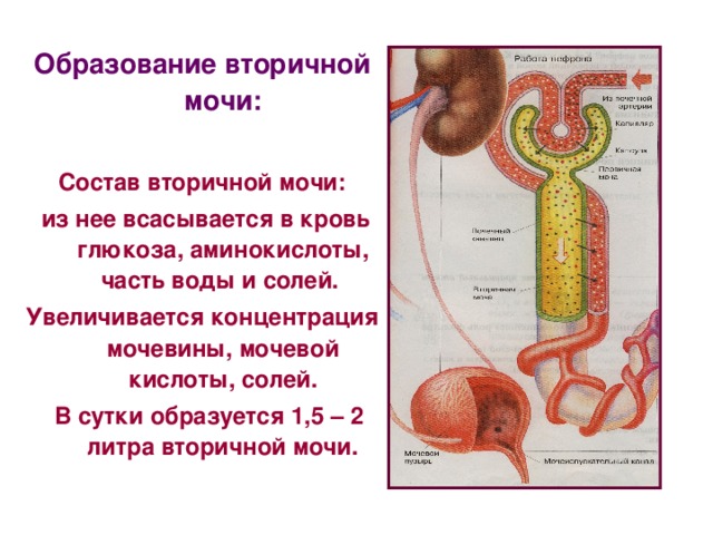 Схема первичной и вторичной мочи