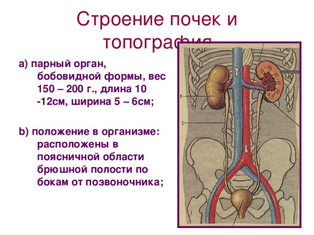 Презентация топография почек