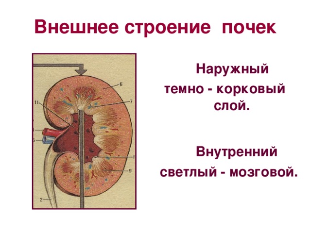 Стенки почки