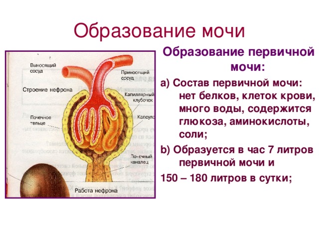 Образование первичной мочи схема