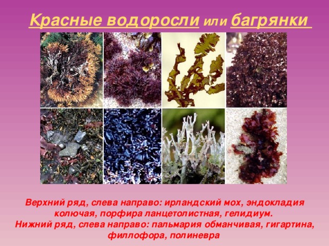 Красные водоросли или багрянки Верхний ряд, слева направо: ирландский мох, эндокладия колючая, порфира ланцетолистная, гелидиум. Нижний ряд, слева направо: пальмария обманчивая, гигартина, филлофора, полиневра  