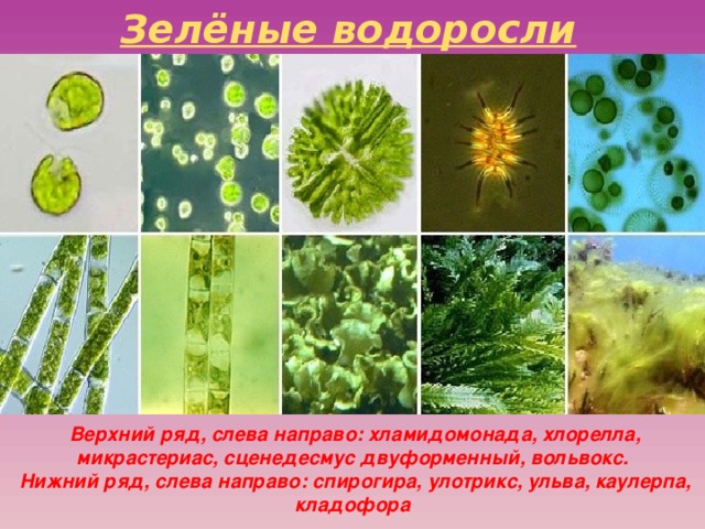 Зелёные водоросли   Верхний ряд, слева направо: хламидомонада, хлорелла, микрастериас, сценедесмус двуформенный, вольвокс.  Нижний ряд, слева направо: спирогира, улотрикс, ульва, каулерпа, кладофора 