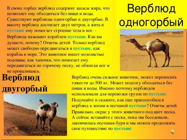 Верблюды описание. Доклад о верблюде 4 класс. Доклад про верблюда. Сведения о животных пустыни.