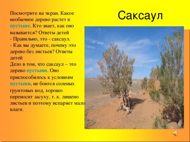 Саксаул в какой природной зоне обитает. Саксаул растение пустыни для детей. Саксаул доклад. Какие деревья растут в пустыне. Саксаул растение описание.
