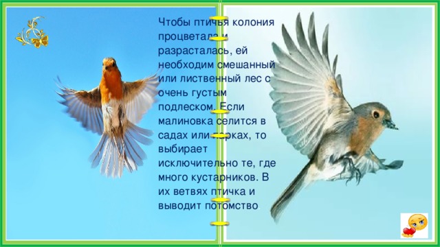 В малиновке заслышан голосок песня. Малиновки заслышав голосок. В Малиновке заслышан голосок. В Малиновке заслышан голосок текст. Малиновки заслышав голосок текст.