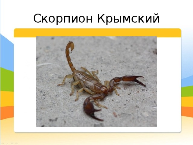 Скорпион Крымский Ночной хищник. Питается насекомыми. Иногда довольно крупными для своего размера: саранча, богомолы, и т.д. Из-за того что ведет обособленный образ жизни, не брезгует перекусить сородичами. Для человека укол не смертельный, но очень болезненный, вызывающий общее отравление организма. Опасным органом скорпиона является расположенный на конце его хвоста сегмент, оканчивающийся иглой с ядовитыми железами. Имеет два вида яда (содержащихся в разных капсулах). Первый предназначен для того чтобы парализовать добычу, второй, более токсичный, – для защиты от врагов.
