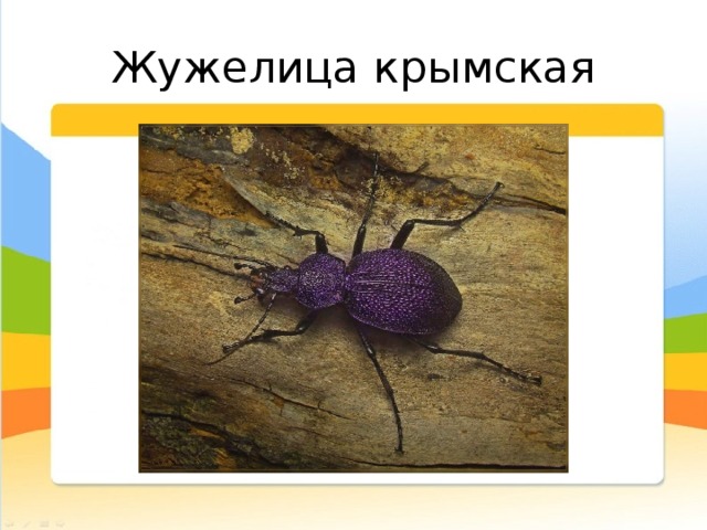 Жужелица крымская Этот представитель рода жужелиц является большим хищным жуком. Принадлежит он к жесткокрылым насекомым. Обитает насекомое только в пределах территории полуострова.